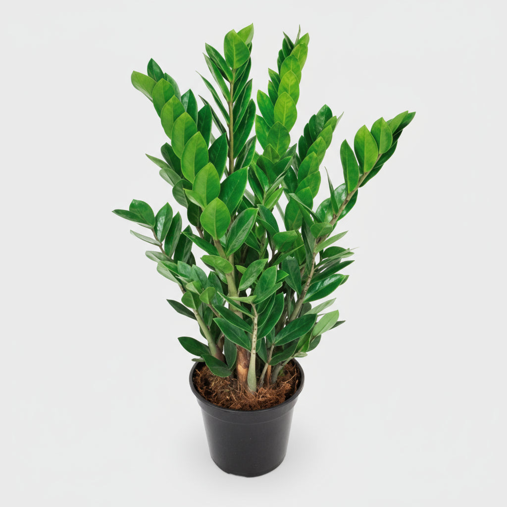 Zamioculcas Zamiifolia Plant - THE GARDEN CENTRE