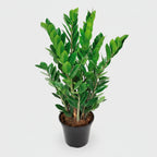 Zamioculcas Zamiifolia Plant - THE GARDEN CENTRE