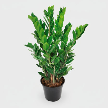 نبات زاميوكولكاس زاميفوليا