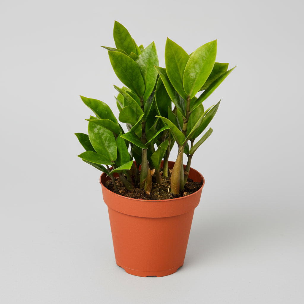 نبات زاميوكولكاس زاميفوليا