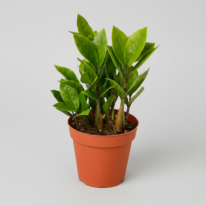 نبات زاميوكولكاس زاميفوليا