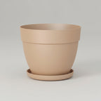 Capri - Campana - THE GARDEN CENTRE