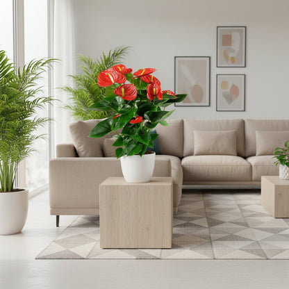 أنثوريوم أندريانوم