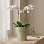 Artevasi Capri Orchid pot 12.5cm dia - THE GARDEN CENTRE