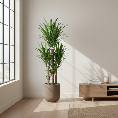 نبات اليوكا الفيليبس 3 قطع، 120 سم