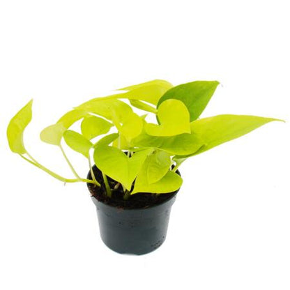 Scindapsus Aureas -MoneyPlant/Pothos - THE GARDEN CENTRE