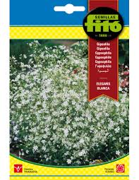 Fito Gypsophyllum