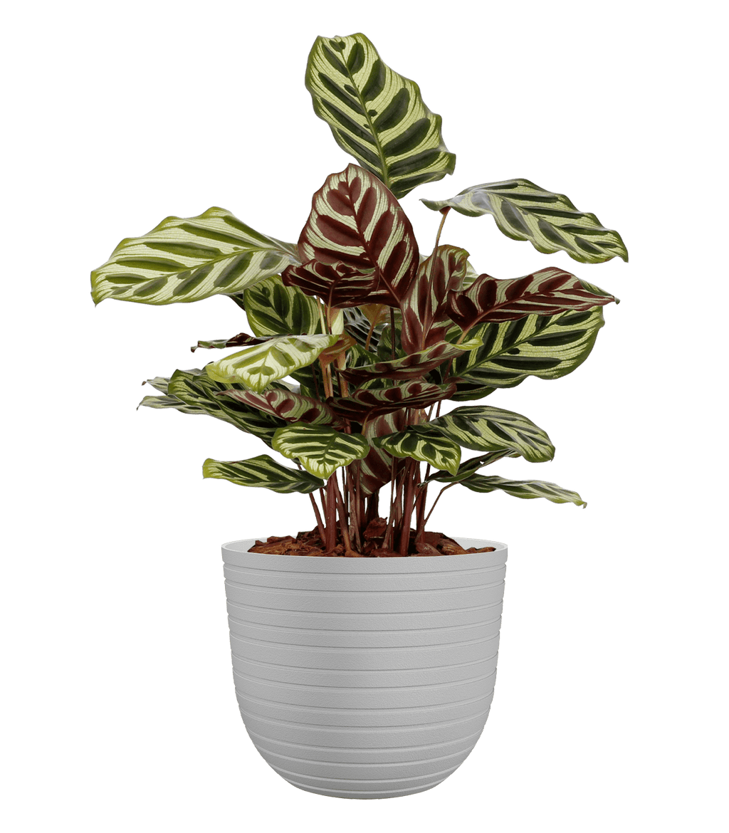 Havana horizon pot - THE GARDEN CENTRE