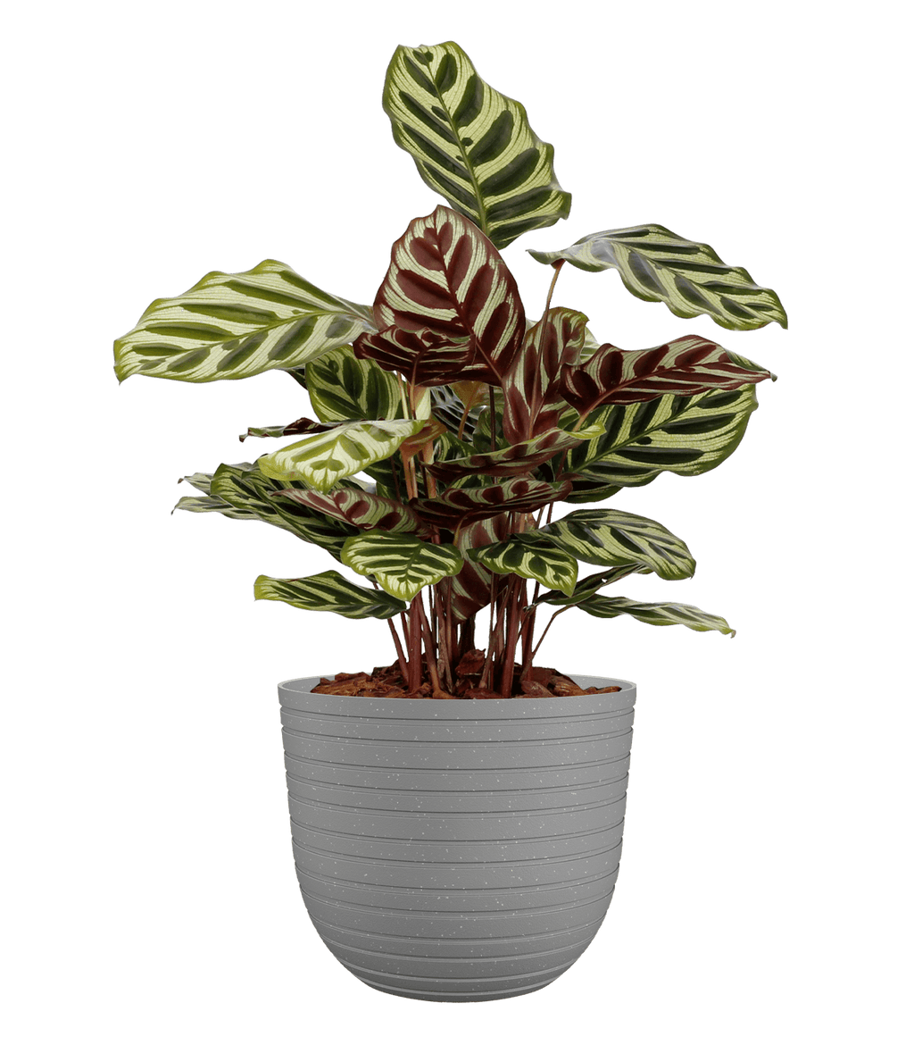 Havana horizon pot - THE GARDEN CENTRE