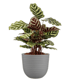 Havana horizon pot - THE GARDEN CENTRE