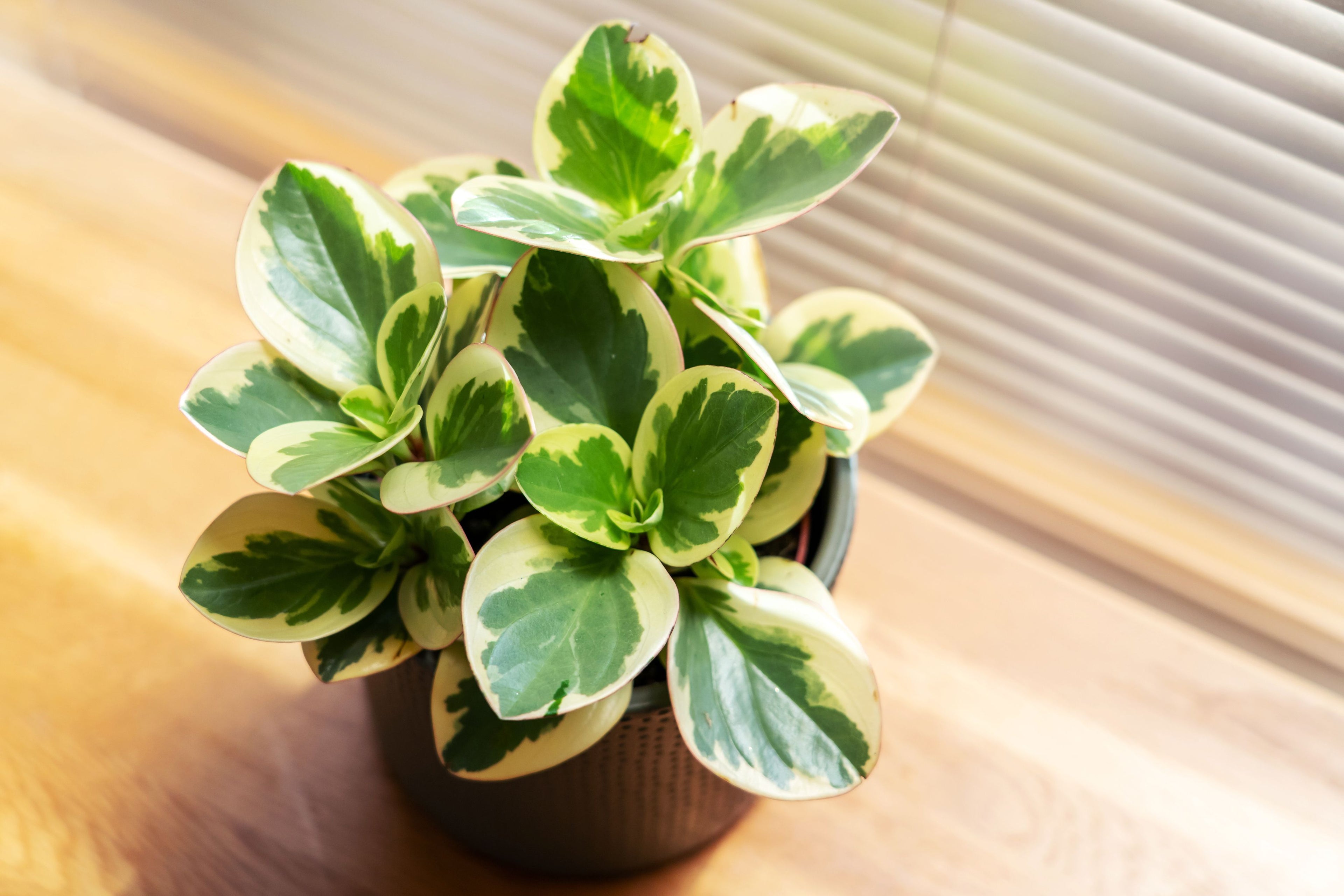 Pepperomia Mixed - THE GARDEN CENTRE