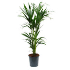 Howea forsteriana -Kentia Palm 150cm - THE GARDEN CENTRE