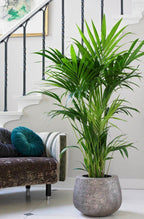 Howea forsteriana -Kentia Palm 150cm - THE GARDEN CENTRE