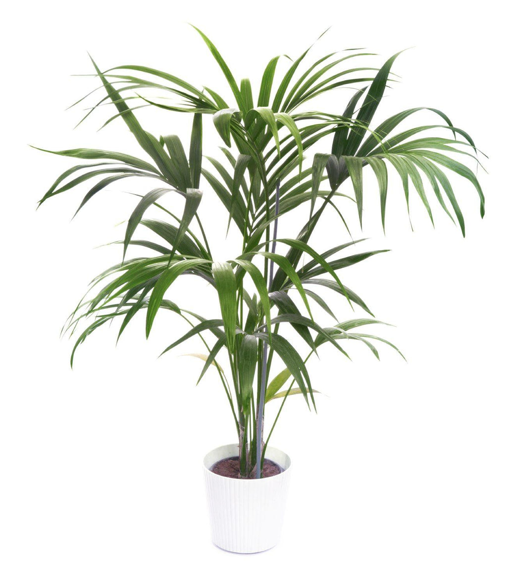 Howea forsteriana -Kentia Palm 150cm - THE GARDEN CENTRE