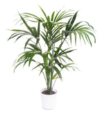 Howea forsteriana -Kentia Palm 150cm - THE GARDEN CENTRE