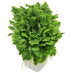 سرخس مارتينس