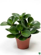 Pepperomia Mixed - THE GARDEN CENTRE