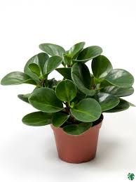 Pepperomia Mixed - THE GARDEN CENTRE