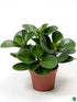 Pepperomia Mixed - THE GARDEN CENTRE