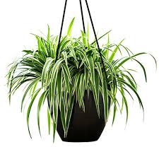 Chlorophytum com.(spider plant)