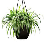Chlorophytum com.(spider plant) - THE GARDEN CENTRE