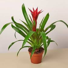 Guzmania Mix