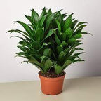 Draceana Compacta Headcut - THE GARDEN CENTRE