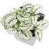 Hypoestes  Phyllo Mix - THE GARDEN CENTRE