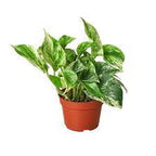 Scindapsus Aureas -MoneyPlant/Pothos - THE GARDEN CENTRE