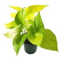 Scindapsus Aureas -MoneyPlant/Pothos - THE GARDEN CENTRE