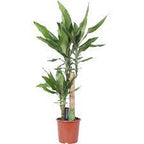 Draceana Studneri 85cm - THE GARDEN CENTRE
