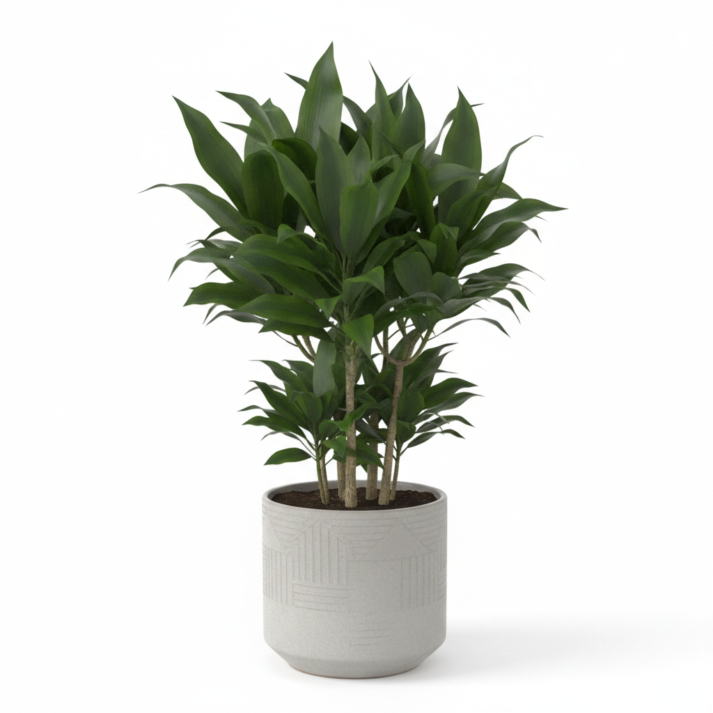 Dracaena Janet Craig - THE GARDEN CENTRE
