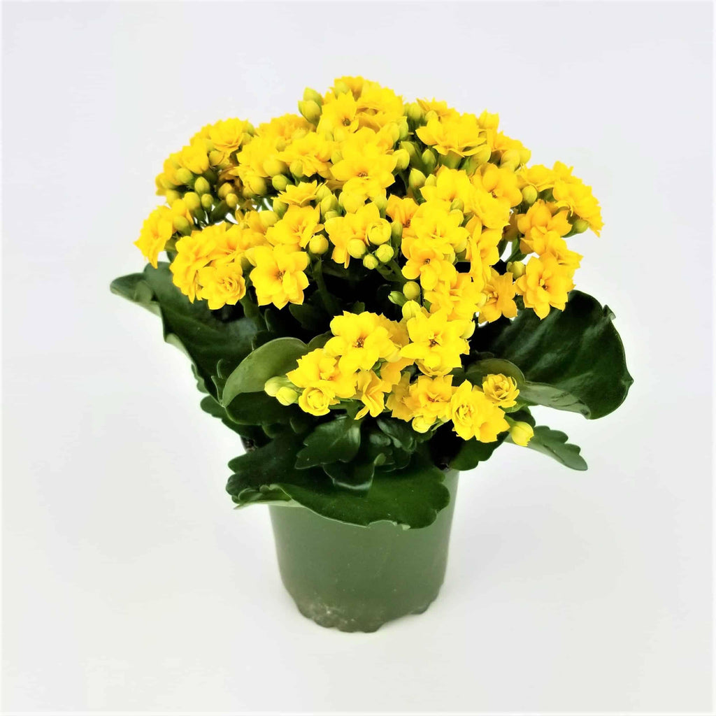Kalancoe assorted colors - THE GARDEN CENTRE