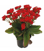 Kalancoe assorted colors - THE GARDEN CENTRE