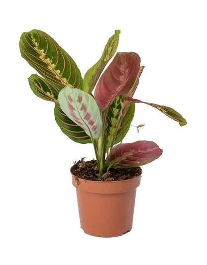 Maranta-Prayer Plant - THE GARDEN CENTRE