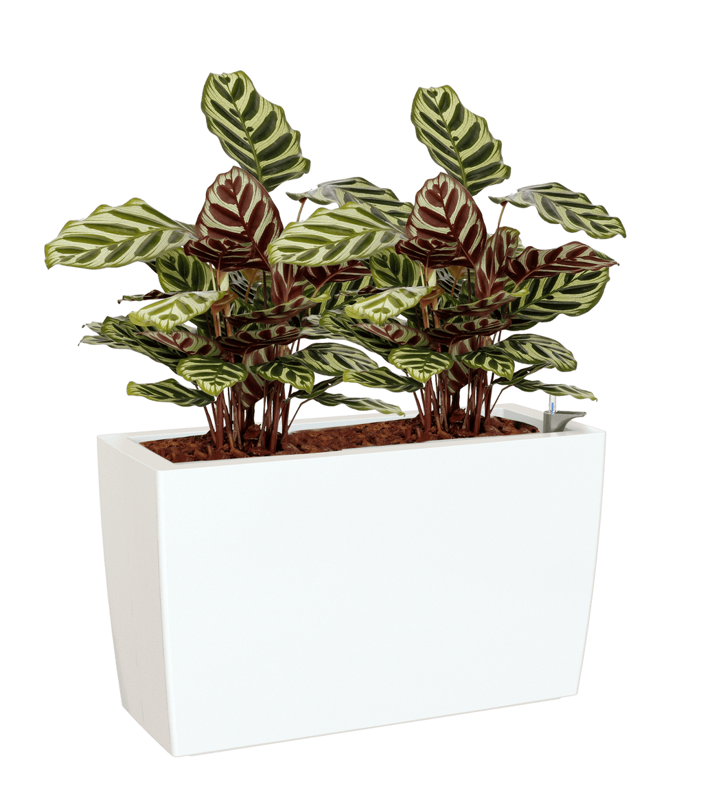 Marbella Rectangular planter - THE GARDEN CENTRE