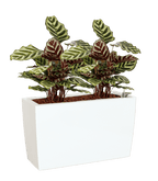 Marbella Rectangular planter - THE GARDEN CENTRE