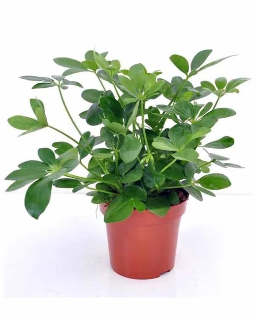 Schefflera Compacta - THE GARDEN CENTRE