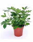 Schefflera Compacta - THE GARDEN CENTRE