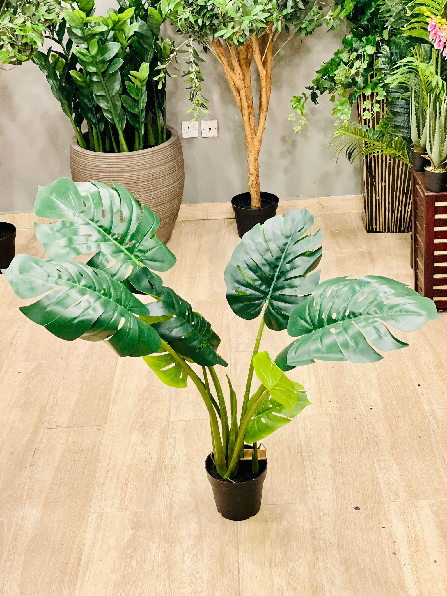 Monstera Deliciosa - THE GARDEN CENTRE