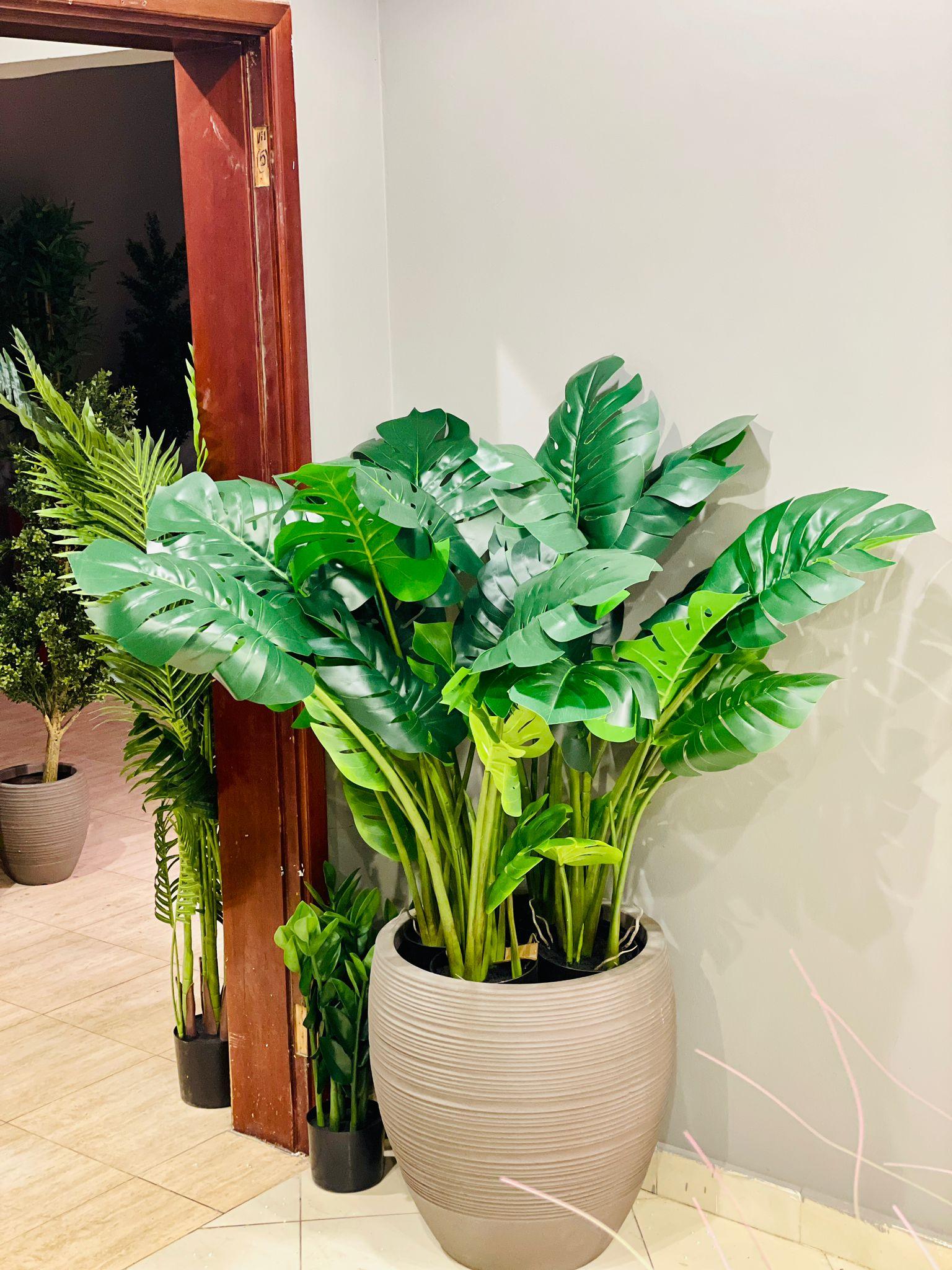 Monstera Deliciosa - THE GARDEN CENTRE