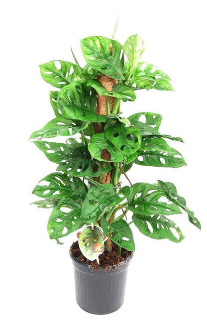 Monstera Obliqua 80cm tall - THE GARDEN CENTRE