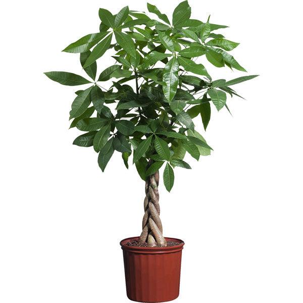 money tree cambodia Pachira aquatica (Money Tree) 150cm – THE GARDEN CENTRE
