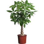 Pachira aquatica (Money Tree) 180cm - THE GARDEN CENTRE