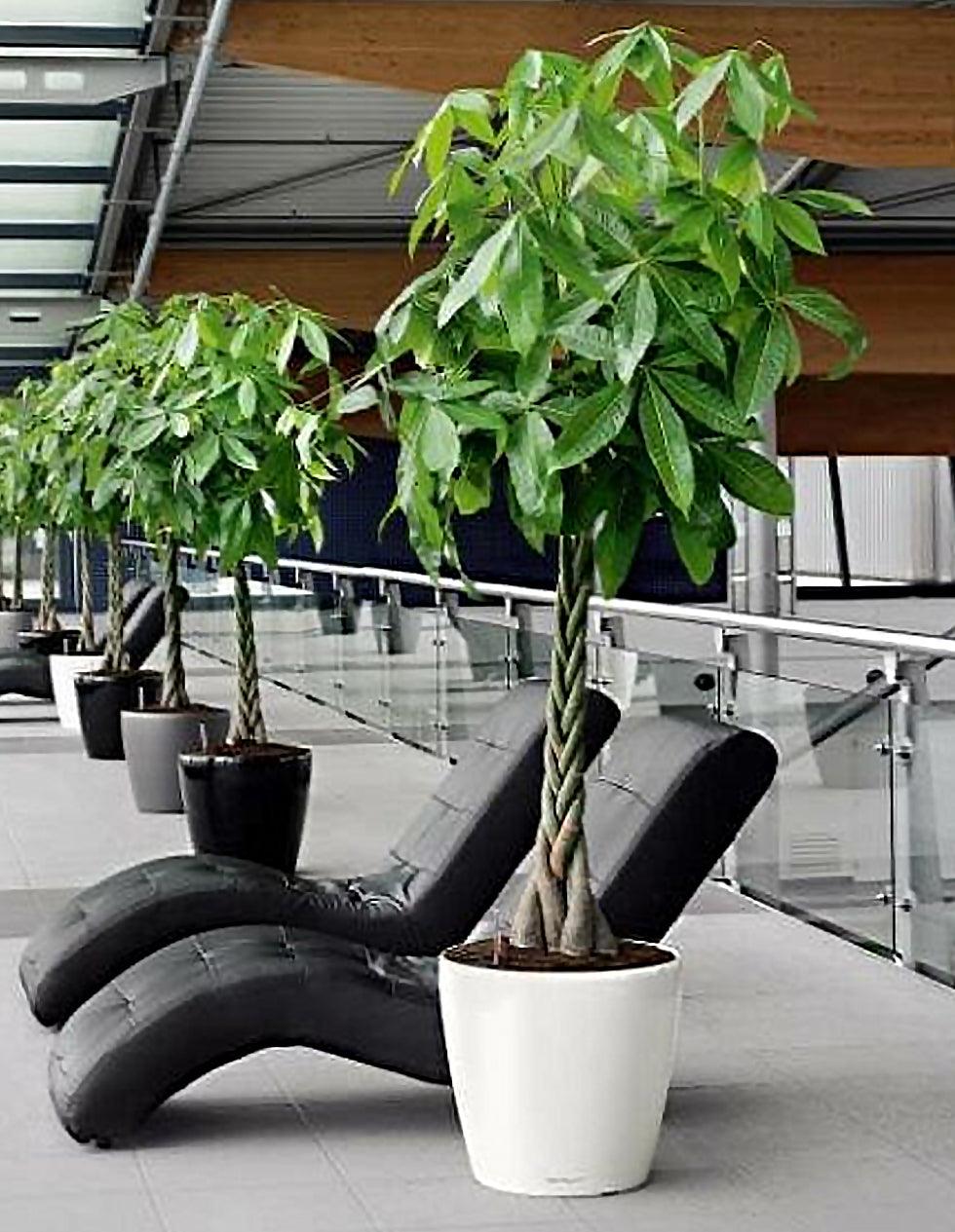 money tree dubai Pachira aquatica (Money Tree) 150cm – THE GARDEN CENTRE