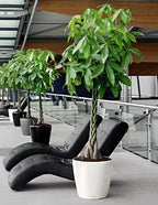 Pachira aquatica (Money Tree) 180cm - THE GARDEN CENTRE