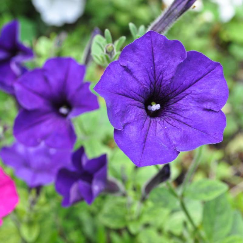 Petunia Assorted Colours SINGLE - THE GARDEN CENTRE