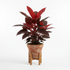 Philodendron Imperial Red - THE GARDEN CENTRE