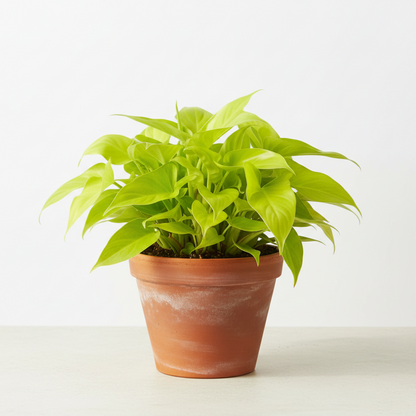 Philodendron - THE GARDEN CENTRE