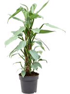Philodendron Silver Queen